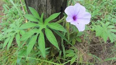 Ipomoea pes-tigridis